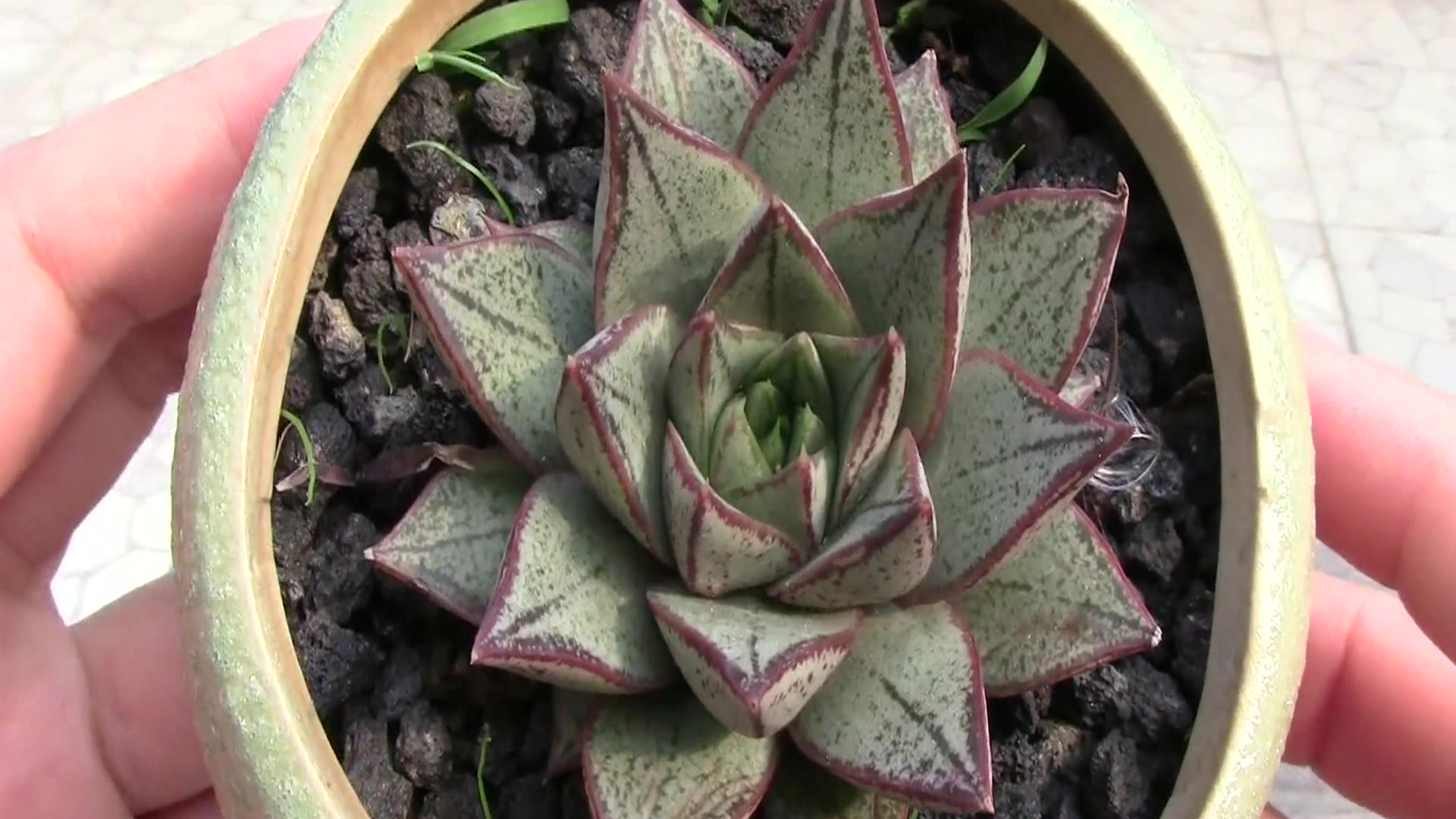 多肉植物:白和锦超级好看的一个品种,看完你会爱上它的