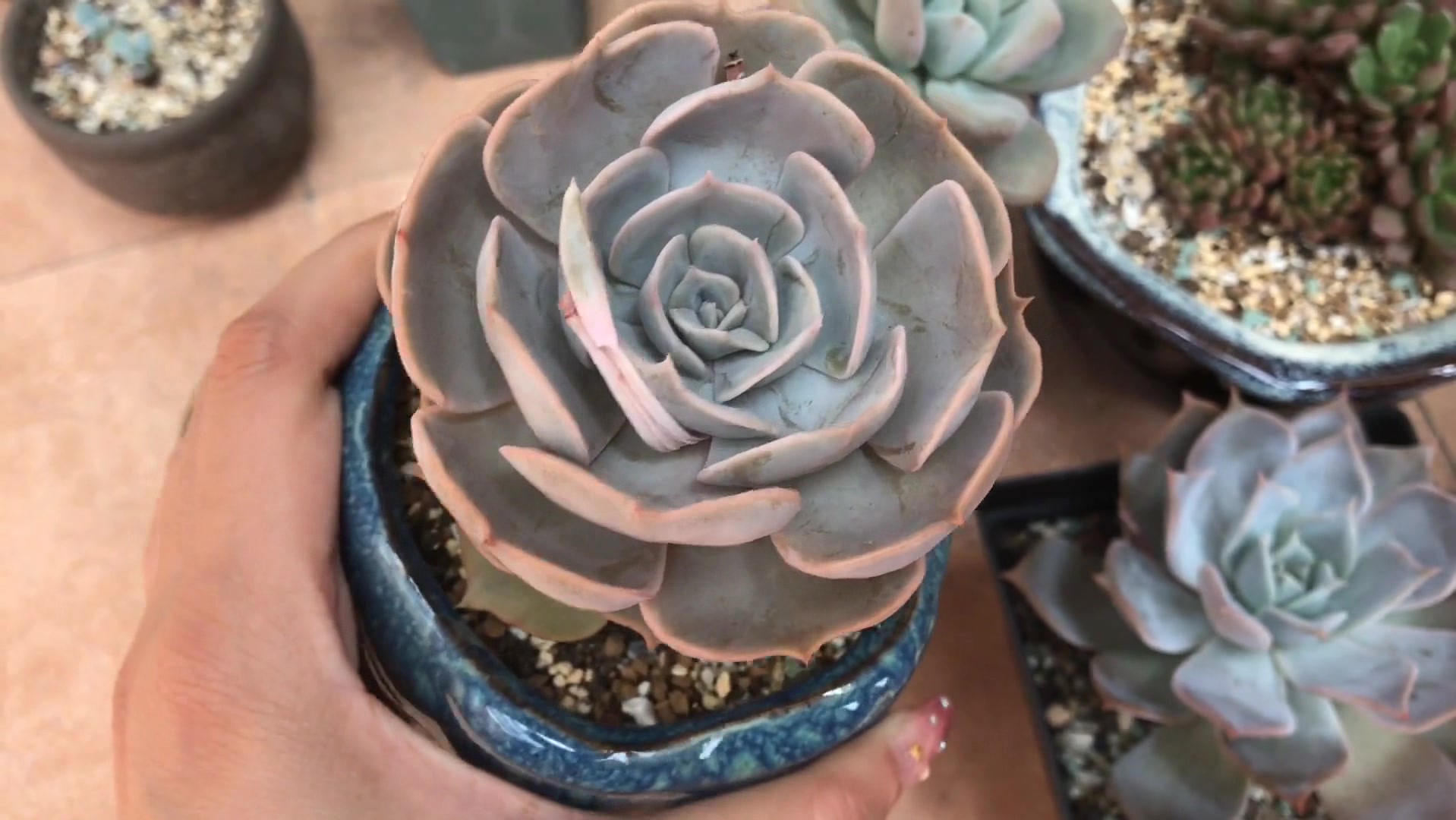 多肉植物:十二星座之双子座,是不是你的专属星座多肉呢