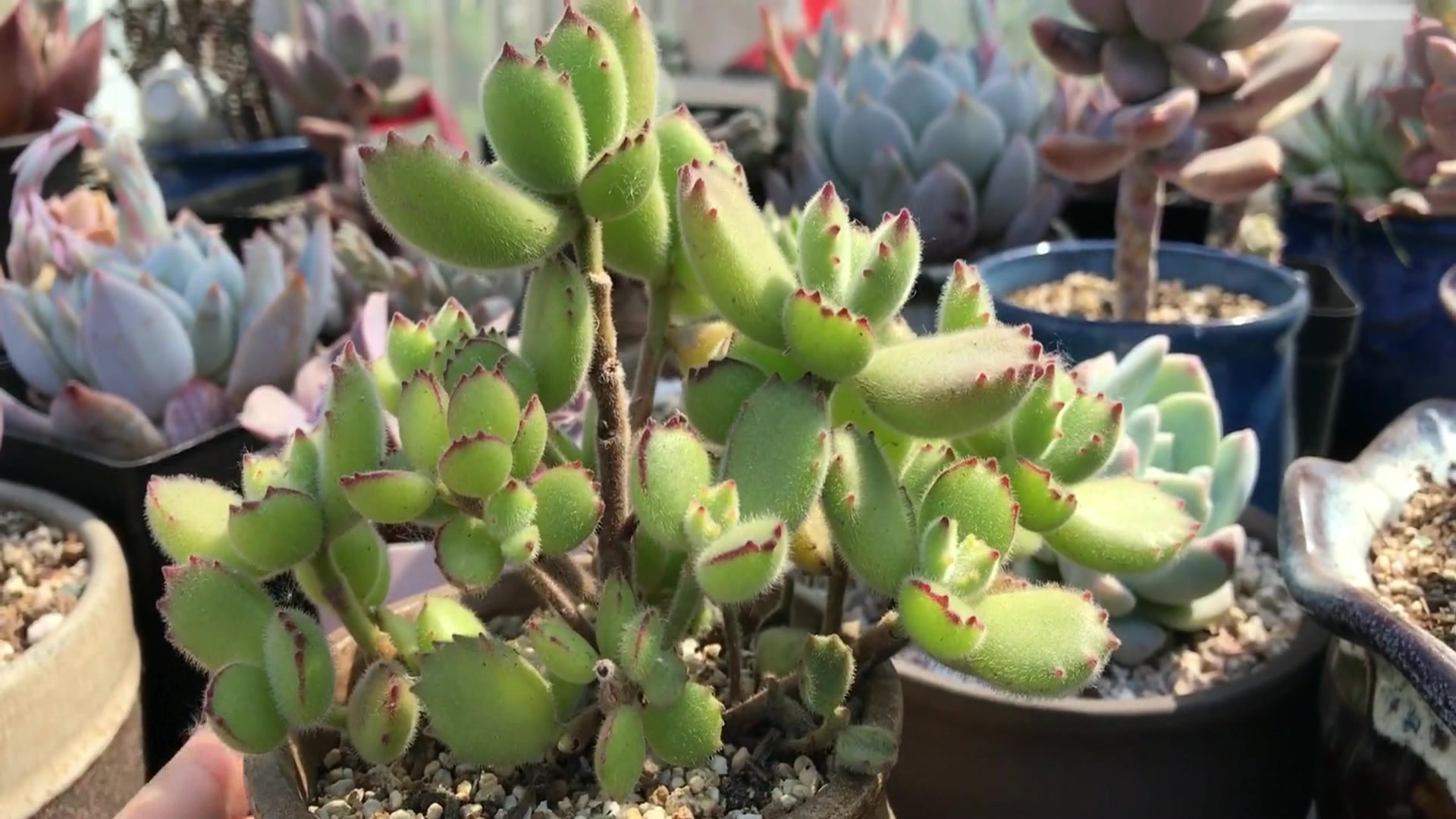 多肉植物:熊童子多肉,快来了解一下超级可爱呦