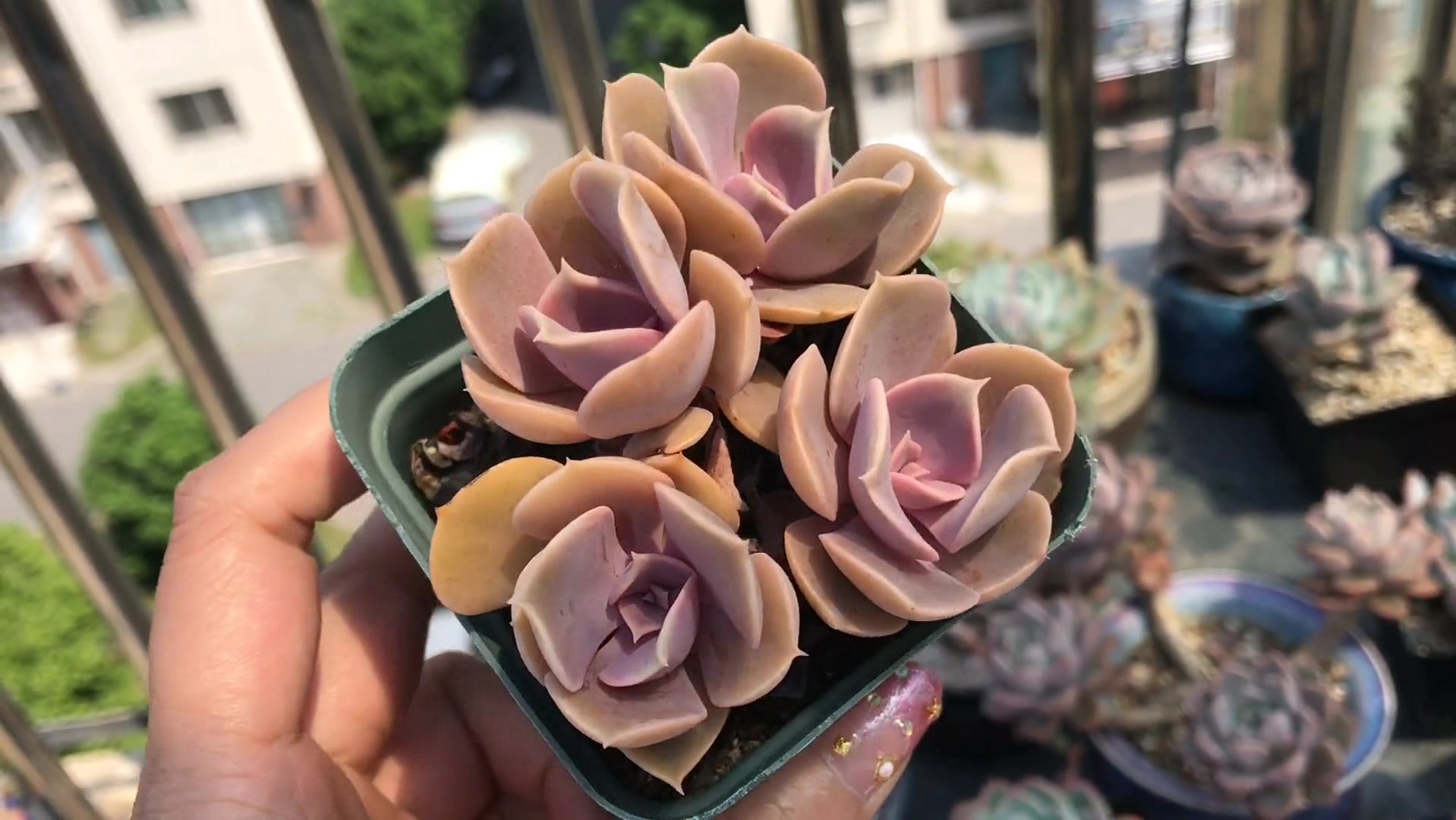 多肉植物:紫珍珠多肉,同一个品种,两种不同的状态,快来看看