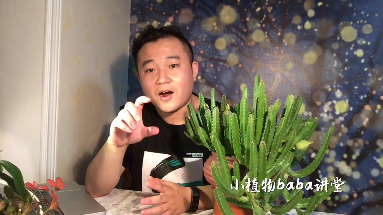 多肉植物中居然还有开的这么大的花,这个品种还非常的好养