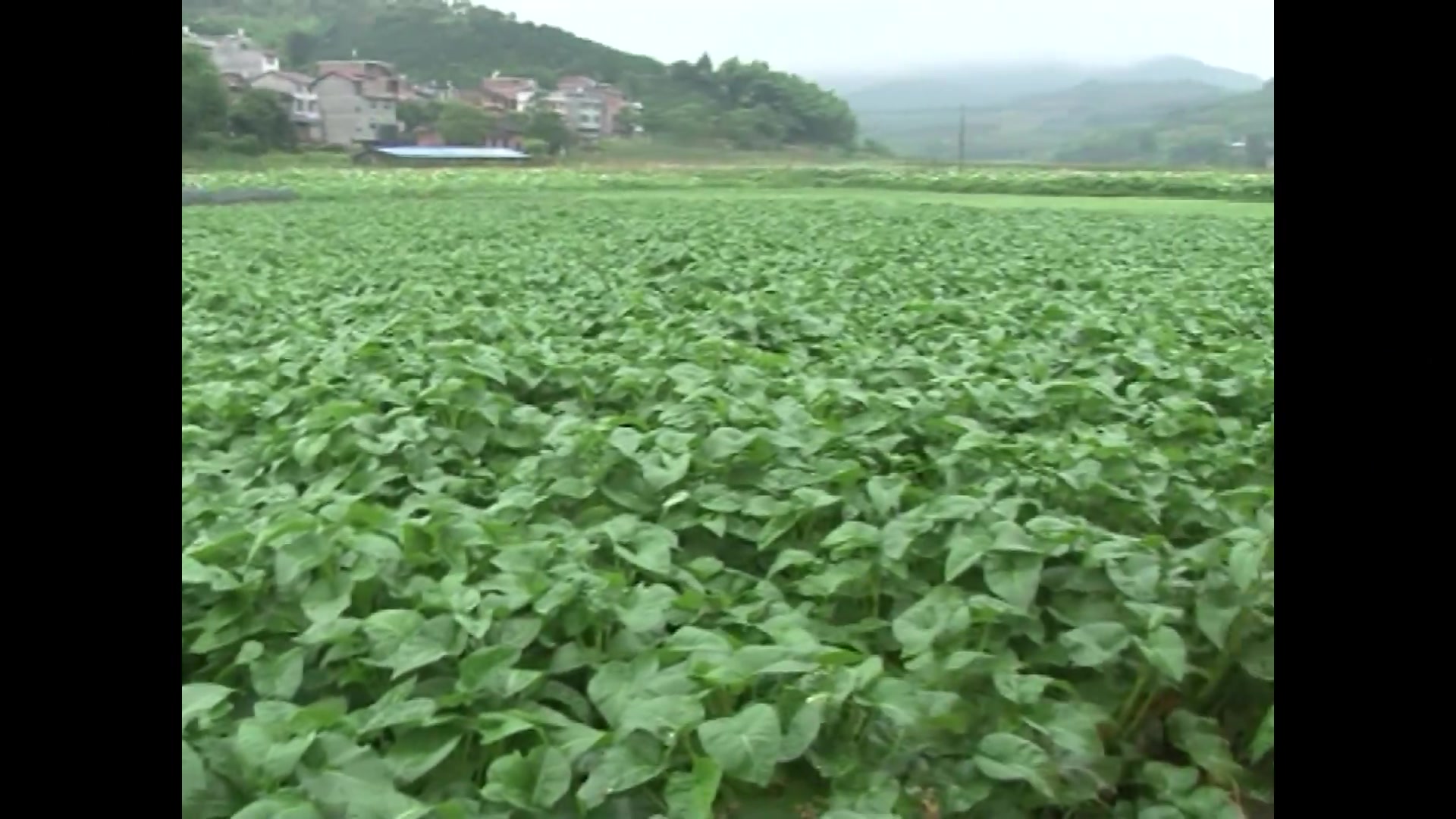建瓯特色的水空心菜 只吃梗 粗大脆