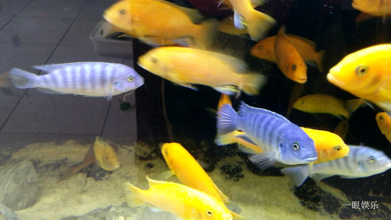 水族馆里的非洲王子鱼,不怕人,自由自在游动,样子漂亮可爱