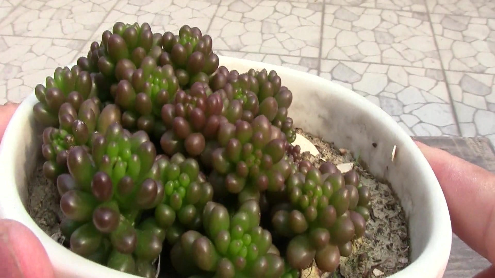 多肉植物:红色浆果和虹之玉对比,快来看看你更喜欢哪个多肉