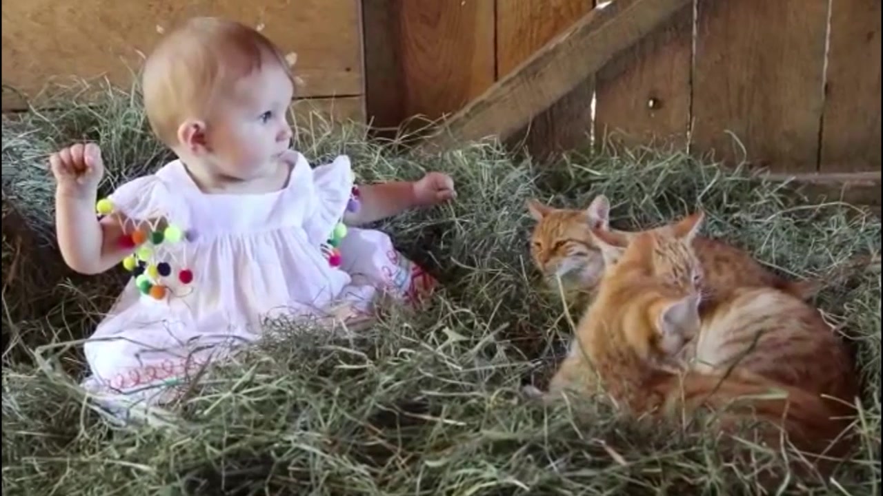 宝宝在小动物之间,听到公鸡打鸣声后的表情好萌啊!