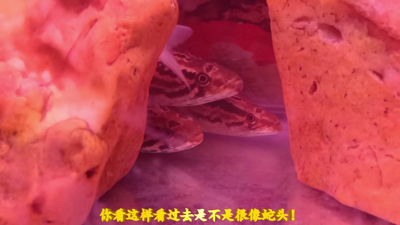 我的野生蛇鱼,真的好想吃了你!