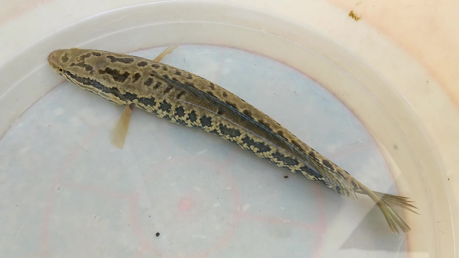 小河里面捕了一条奇怪的鱼,身上的花纹好漂亮,大家见过吗?