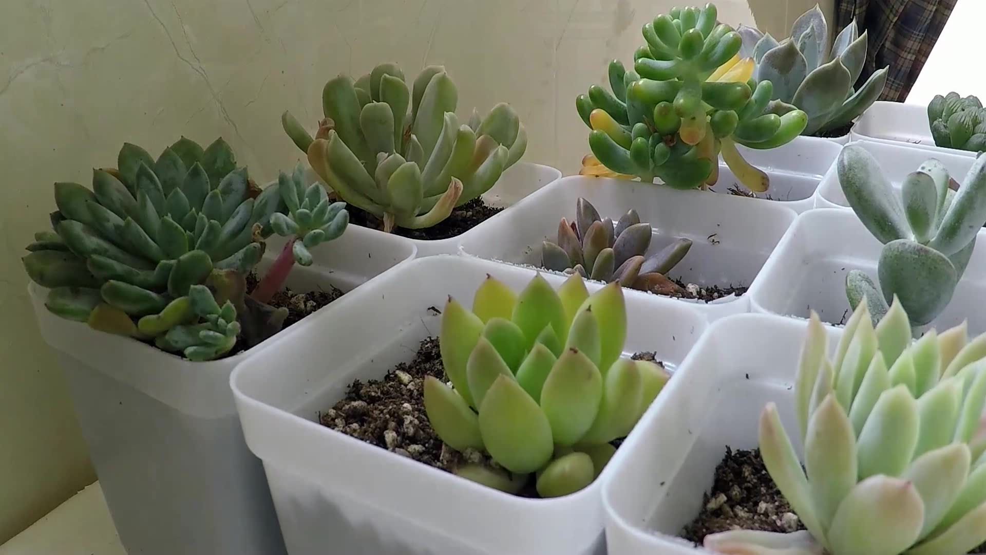 多肉植物:多肉观察冰心公主,对它还不了解的快点开看看