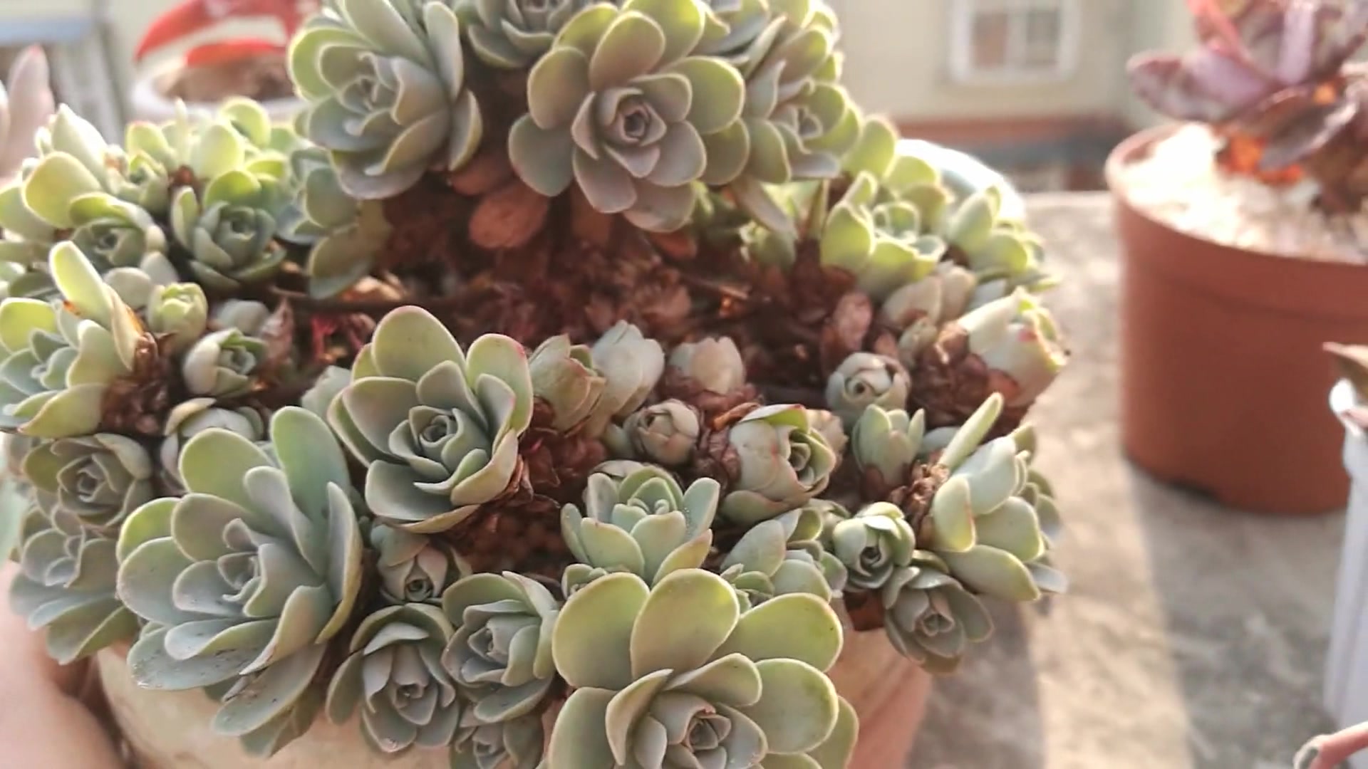 多肉植物:翡翠球多肉,超级可爱呦,犹如翡翠呦