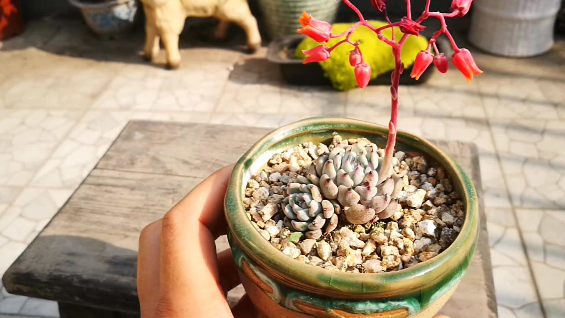 多肉植物:你还不知道黑爪多肉吗?那就快点开看看