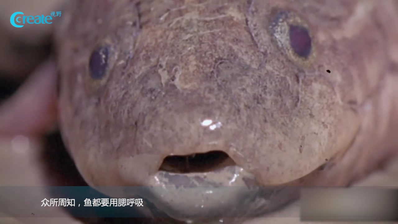 不用腮呼吸的鱼,堪称鱼界的不死小强!