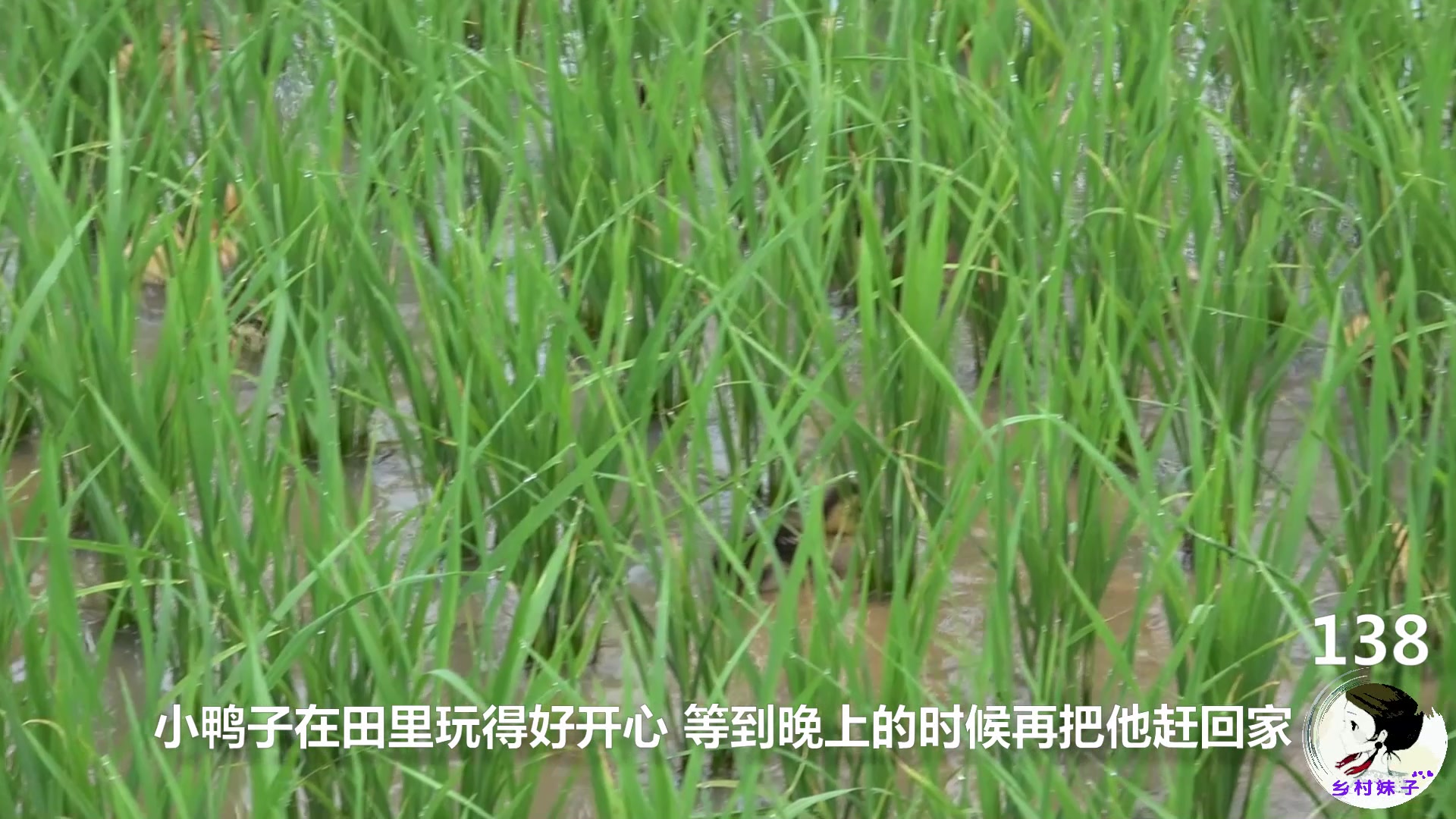 妹子种水稻40亩,为减少虫害特意买鸭子稻田除虫,这效果太好了