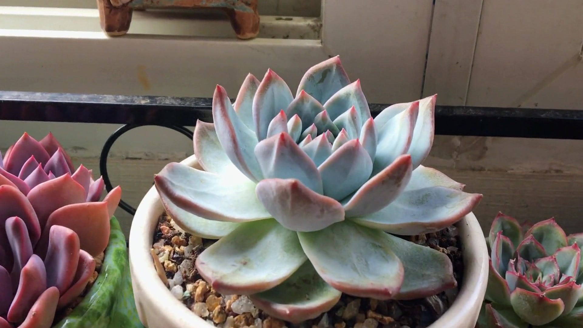 多肉植物:超级萌萌哒的多肉,想买多肉的快点开了解一下吧