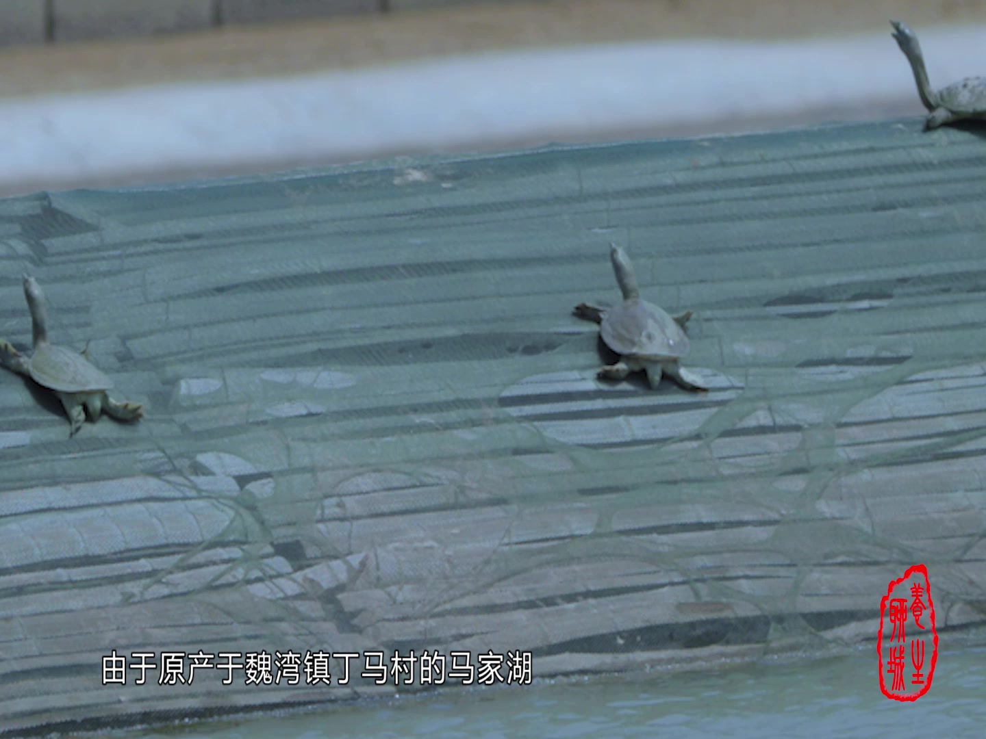 这个堪称人间美味的上等补品,乾隆皇帝吃了它都为其题词称赞