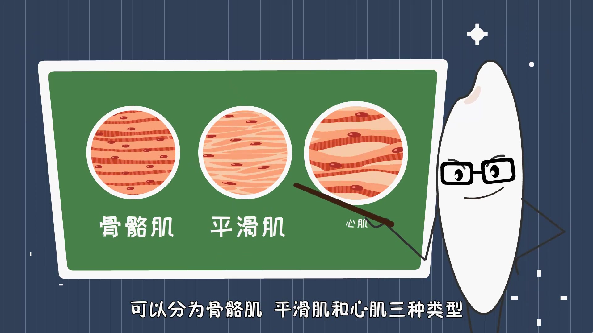 人体共有多少块肌肉?「米粒计划亲子百科系列第94集」
