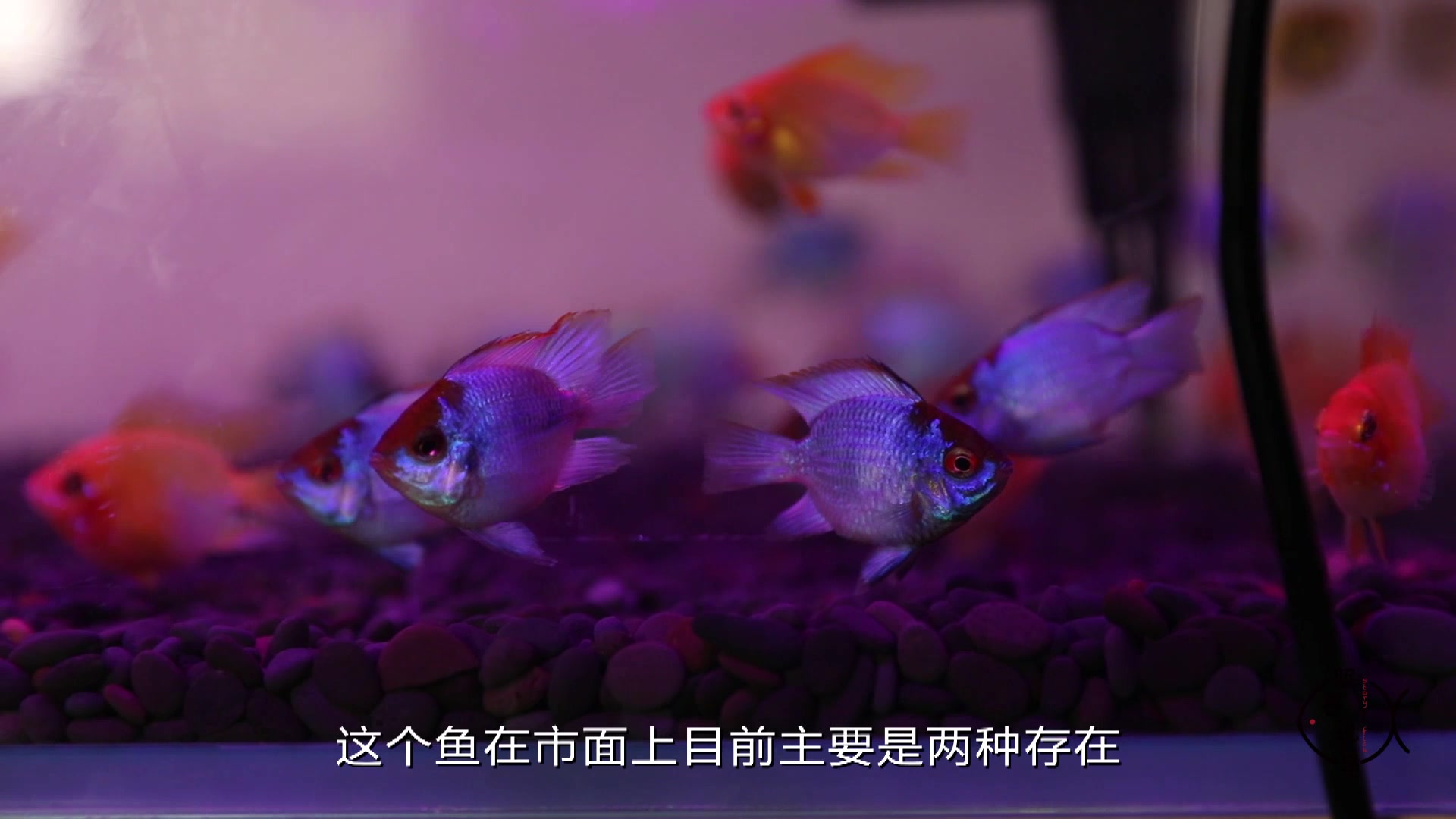 资深观赏鱼玩家——为你讲述阿凡达的饲养与繁殖!