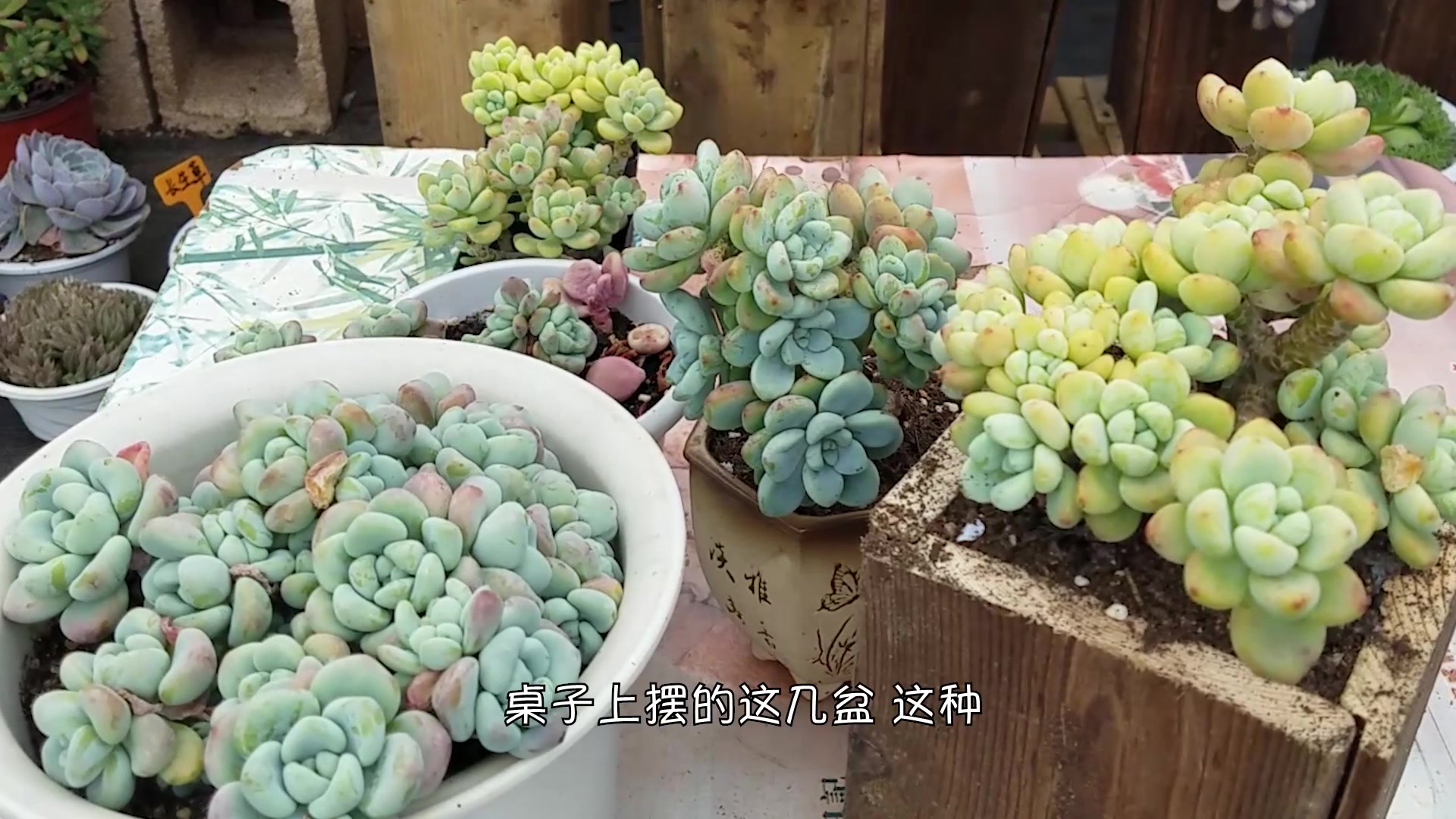 看一眼仪态万千!闻一闻香气扑鼻!多肉界的香妃非她莫属了!