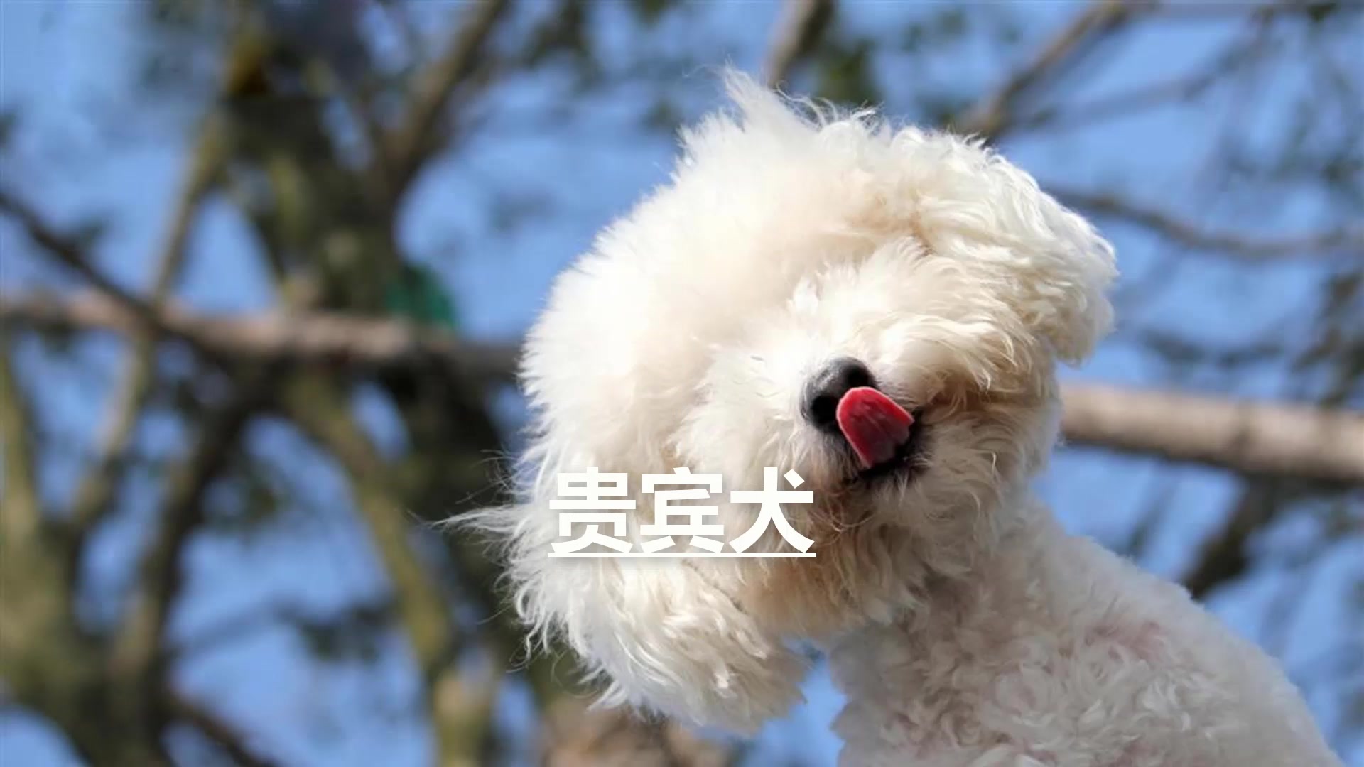 12星座专属宠物,双鱼座是羊驼,金牛座的你敢养吗?