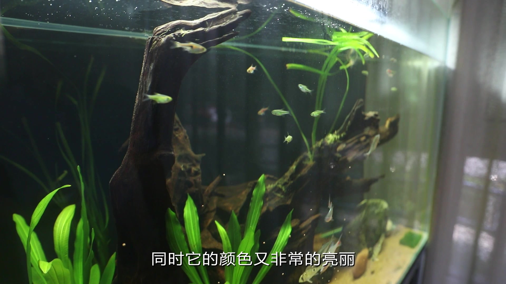 资深观赏鱼玩家,告诉你这种只有两年寿命的鱼的饲养