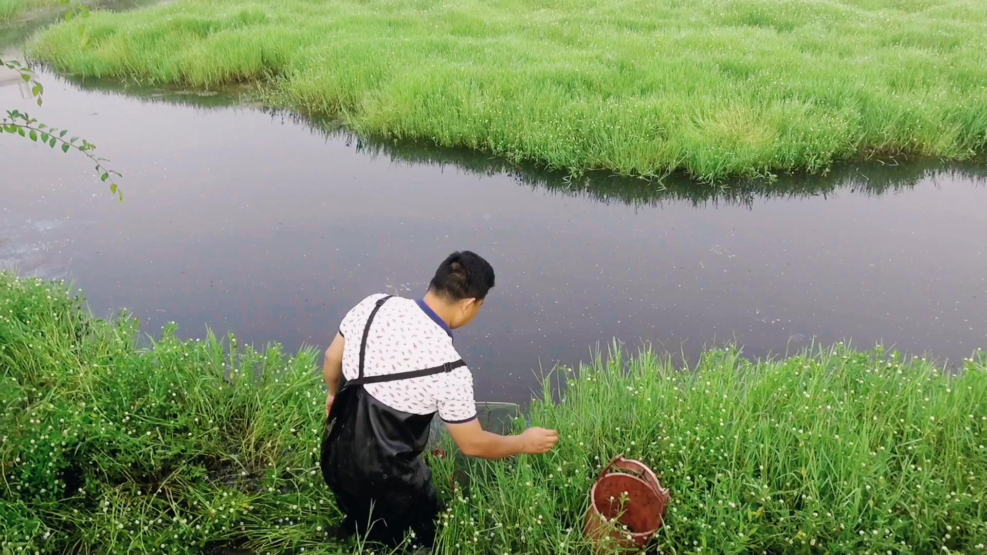 乡村池塘野货,喜食泥鳅小鱼,肉质鲜美,胖哥为啥讨厌它?