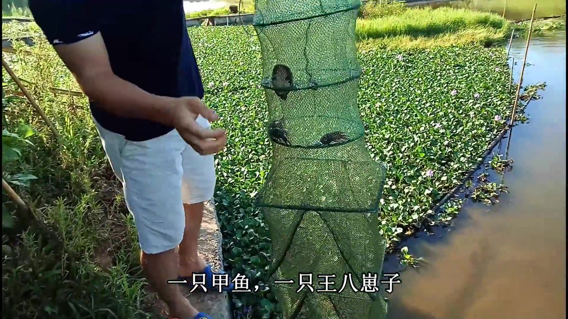 农村池塘下地笼野货就是多,黄鳝甲鱼小龙虾小鱼仔啥都有