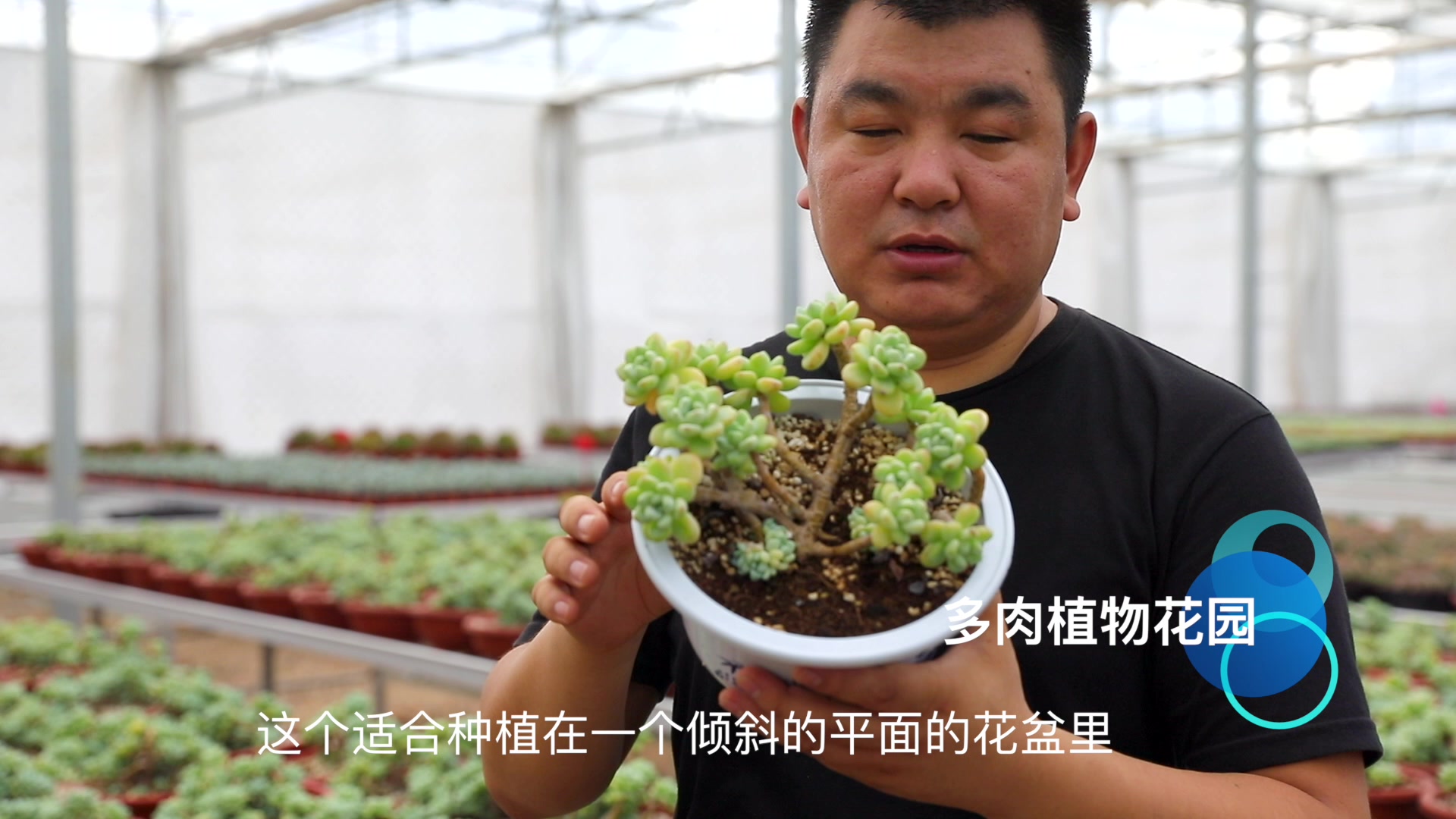 多肉植物大棚里的罗琦,适合摆放在相框里