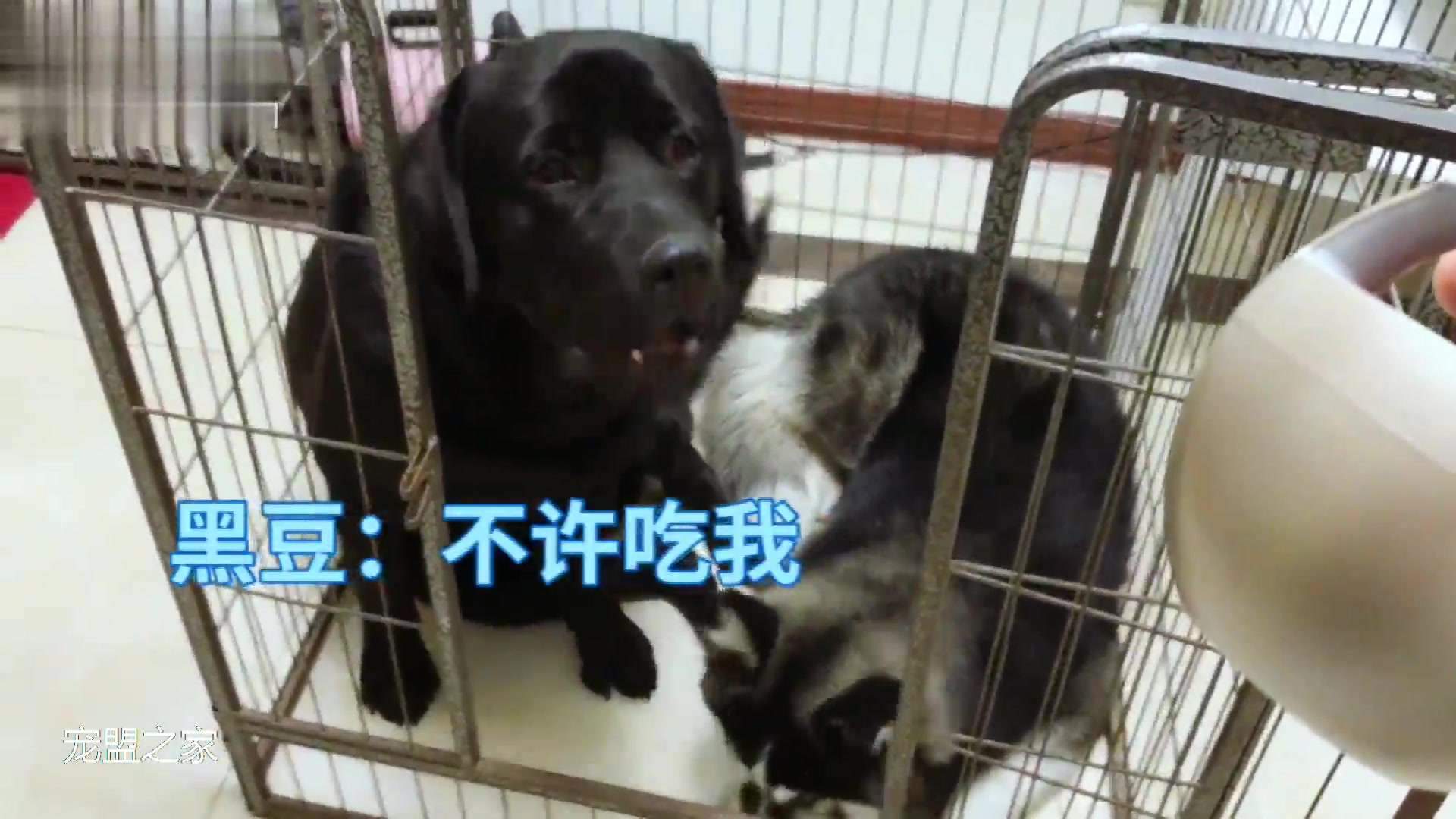 当听到狗肉汤后,拉布拉多表示我还可以争取一下,二哈的表现亮了