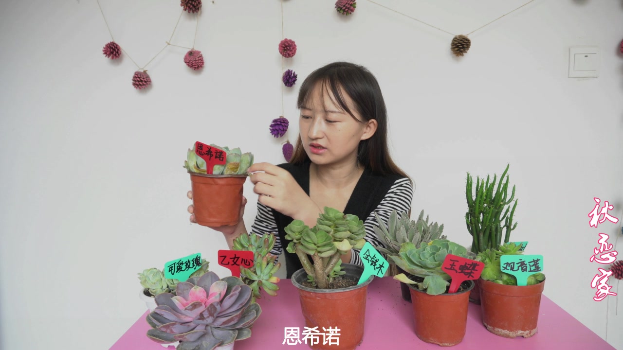 你养的多肉这样子了,就需要给它们换盆了