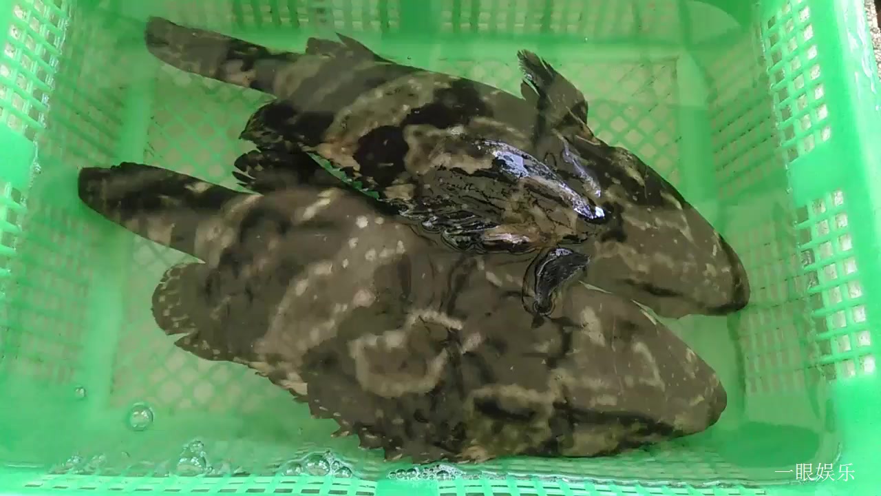 海鲜市场刚上市的老虎斑鱼,被养在蓄水的篮子里,价格不菲呢