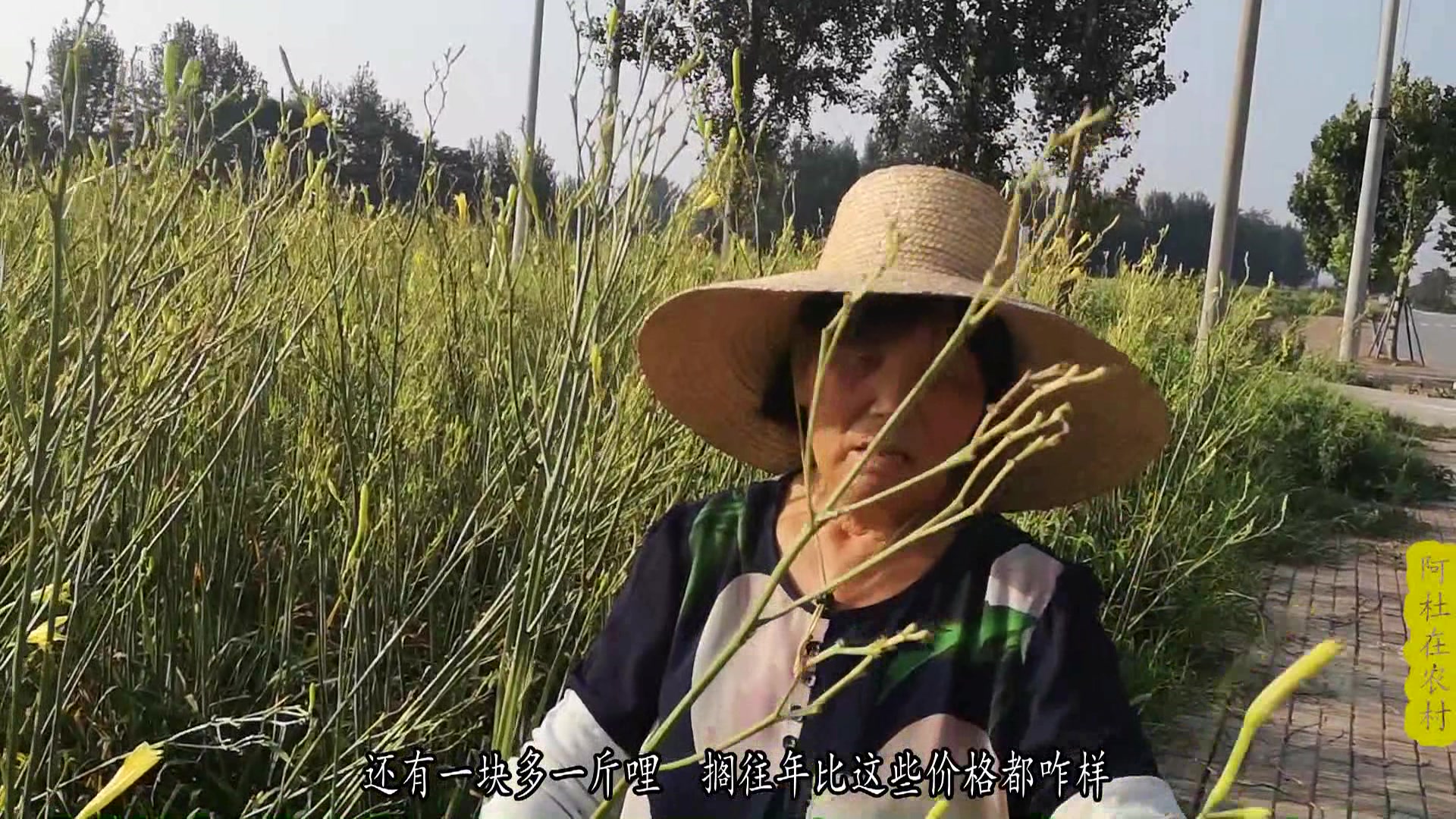 今年黄花菜收益及营养价值如何,农村60多岁大娘告诉你