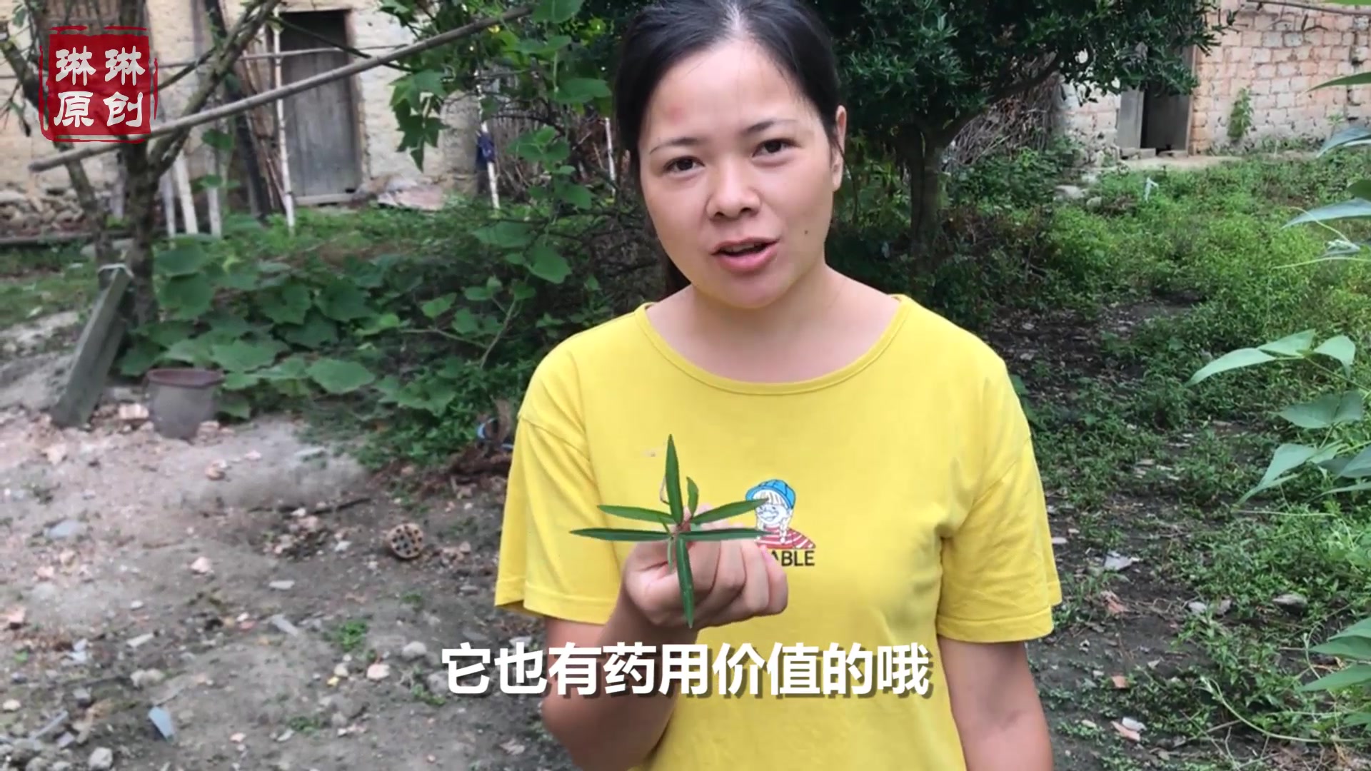 苗族人称它“神仙草”,农村人曾拿它拿来炒鸡蛋