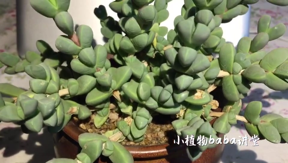 萎蔫褶皱的鹿角海棠恢复原样啦,这回要这样处理