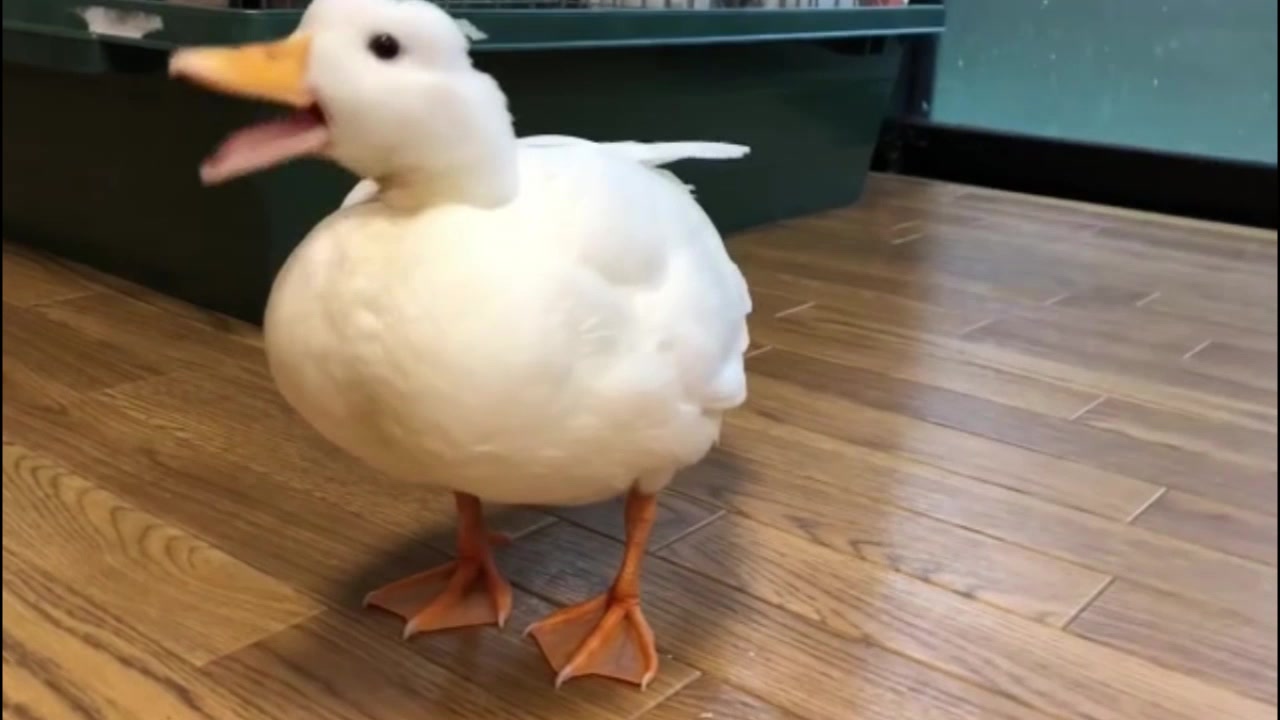 鸭子的叫声真有点难听,你能听完这一分钟吗?