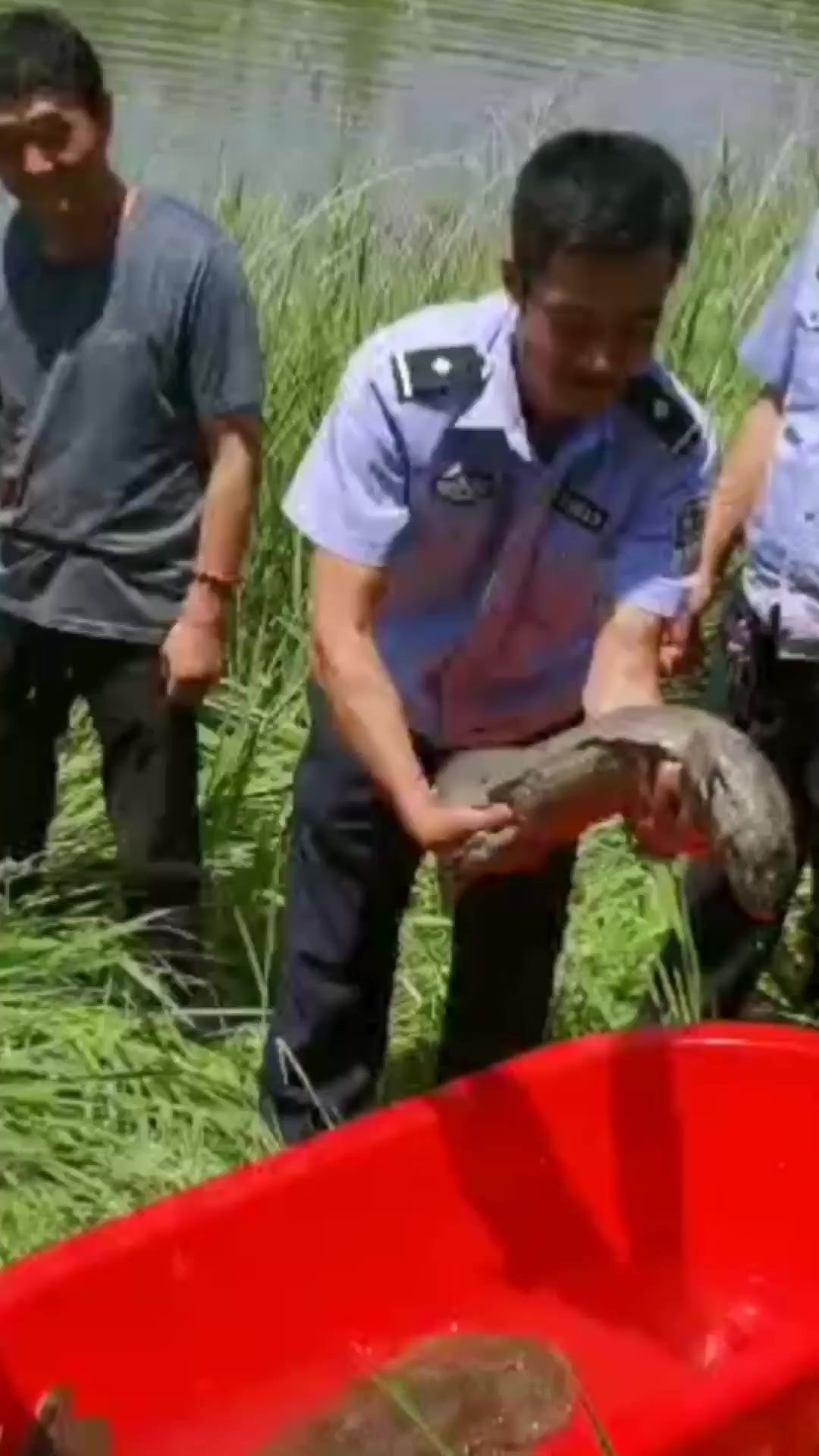 甘肃一水库泄洪惊现巨型娃娃鱼,体长超1米重达32斤