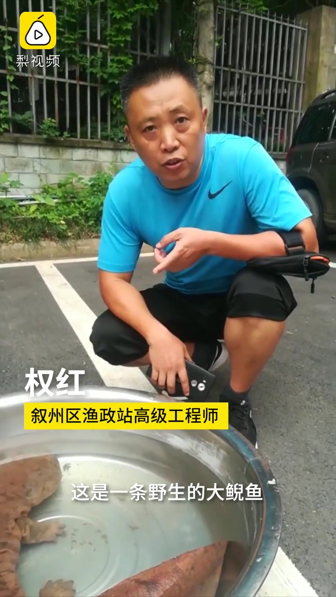 长1米重30斤!金沙江发现十年来最大娃娃鱼,因难产浮出水面