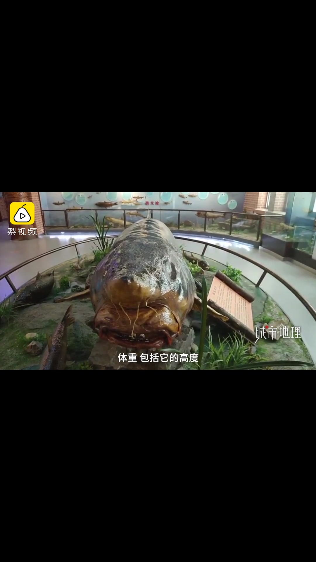 1128斤的鳇鱼长啥样?国内最大鳇鱼标本有108岁,制作过程揭秘