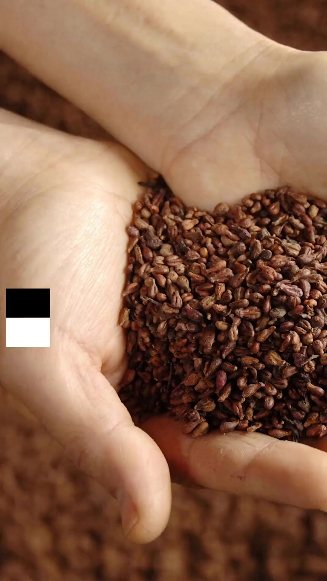 居家种菜养花致种子销量激增,美国最大种子商一半库存售完