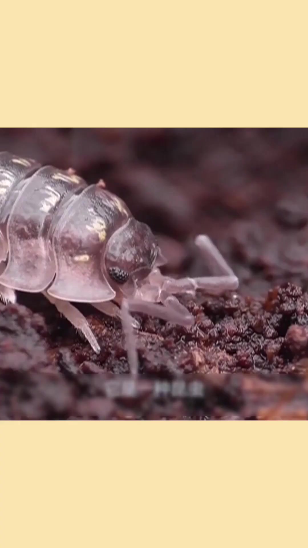 全城通缉昆明9万学生在找米汤虫花鸟店已捕捉到商机