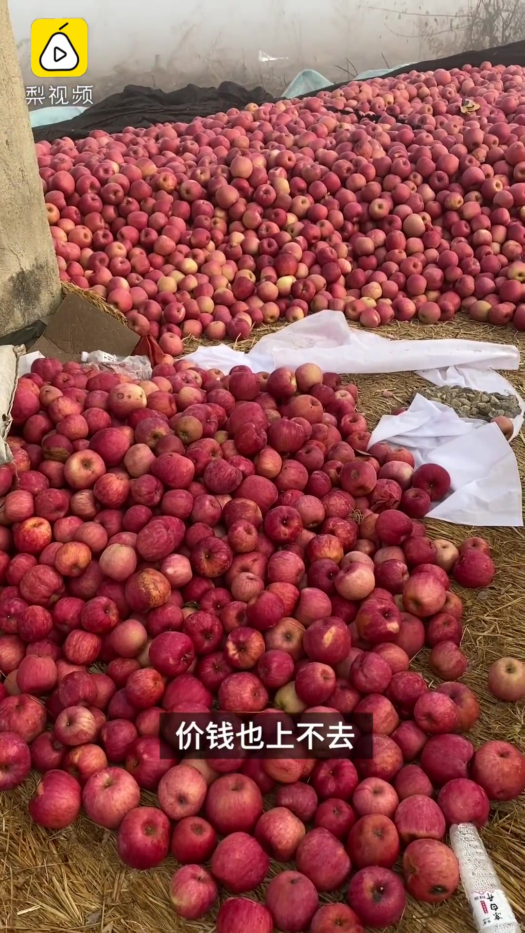 苹果滞销果农亲手砍掉20多年苹果树:必须更新品种才干得下去