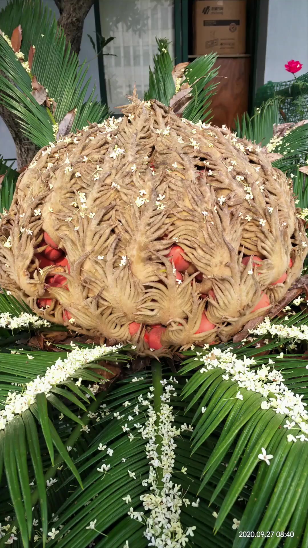 铁树结果见过吗?医院铁树果实被摘走,园丁提醒:别吃,有毒-度小视